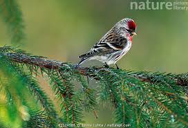 Attēlu rezultāti vaicājumam “Carduelis flammea female”