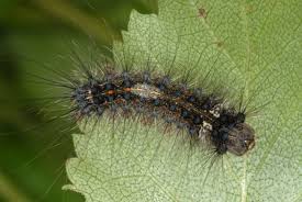 Attēlu rezultāti vaicājumam “Lymantria monacha pupa”