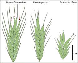 Attēlu rezultāti vaicājumam “Bromus secalinus”