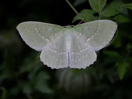 Attēlu rezultāti vaicājumam “Geometra papilionaria”