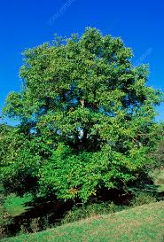 Attēlu rezultāti vaicājumam “Juglans regia leaf”