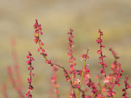Attēlu rezultāti vaicājumam “Rumex acetosella flower”