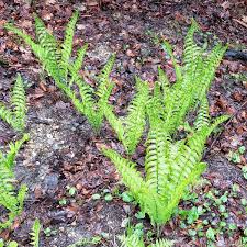 Attēlu rezultāti vaicājumam “Matteuccia struthiopteris”