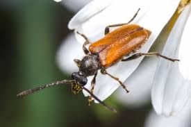 Attēlu rezultāti vaicājumam “Pseudovadonia livida”