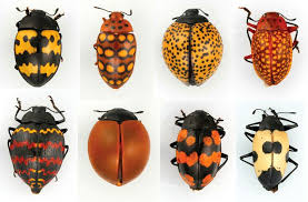 Attēlu rezultāti vaicājumam “Erotylidae”