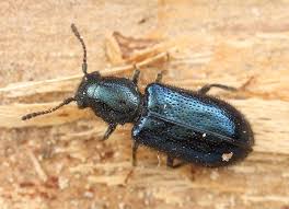 Attēlu rezultāti vaicājumam “Korynetes caeruleus”