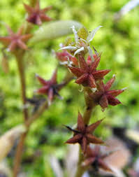 Attēlu rezultāti vaicājumam “xComagaria rosea  flower”