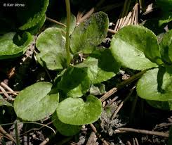 Attēlu rezultāti vaicājumam “Pyrola minor flower”