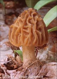 Attēlu rezultāti vaicājumam “Verpa bohemica”