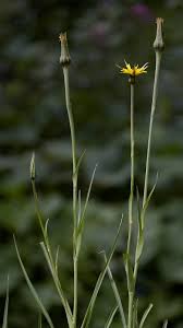 Image result for Tragopogon pratensis