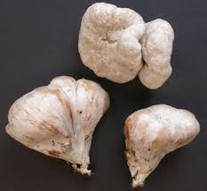 Attēlu rezultāti vaicājumam “Armillaria sp.”