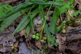 Attēlu rezultāti vaicājumam “Galanthus nivalis fruit”