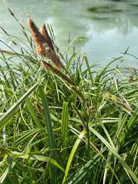 Attēlu rezultāti vaicājumam “Carex acutiformis flower”