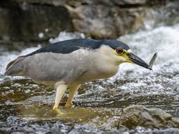 Attēlu rezultāti vaicājumam “Nycticorax nycticorax”
