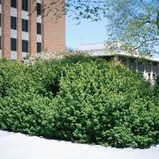 Attēlu rezultāti vaicājumam “Ribes alpinum”