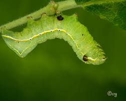 Attēlu rezultāti vaicājumam “Amphipyra”