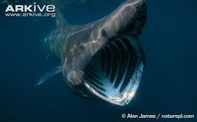 Image result for Cetorhinus maximus