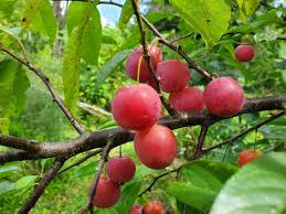 Attēlu rezultāti vaicājumam “Prunus (plum-tree) fruit”