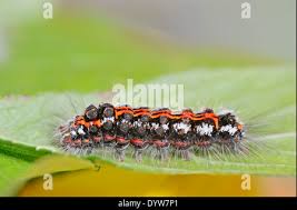 Attēlu rezultāti vaicājumam “Euproctis similis larva”