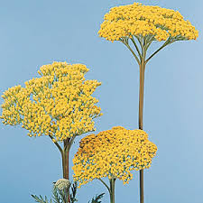 Image result for Achillea filipendulina