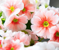 Image result for Primula obconica