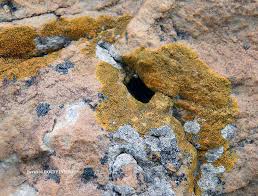 Attēlu rezultāti vaicājumam “Caloplaca scopularis”