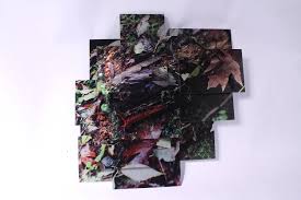 Attēlu rezultāti vaicājumam “Leocarpus sp.”