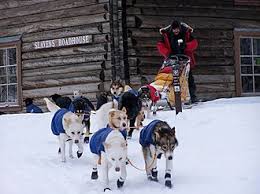 Image result for Team Ice Fire British Sled Dog Racing Team
