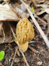 Attēlu rezultāti vaicājumam “Verpa bohemica”