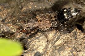 Attēlu rezultāti vaicājumam “Ontholestes murinus”