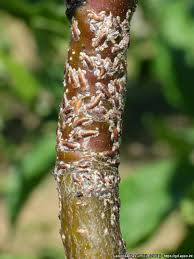 Attēlu rezultāti vaicājumam “Lepidosaphes ulmi imago”