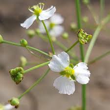 Attēlu rezultāti vaicājumam “Alisma plantago-aquatica flower”