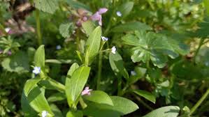 Attēlu rezultāti vaicājumam “Myosotis sparsiflora flower”