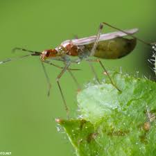 Attēlu rezultāti vaicājumam “Dicyphus sp.”
