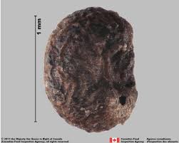 Attēlu rezultāti vaicājumam “Galium album fruit”