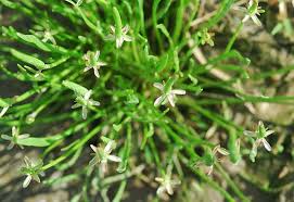 Attēlu rezultāti vaicājumam “Myosurus minimus flower”