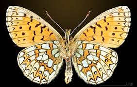 Attēlu rezultāti vaicājumam “Boloria eunomia underside”