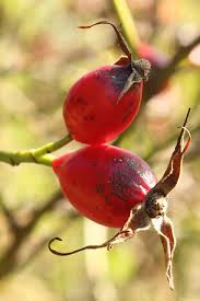 Attēlu rezultāti vaicājumam “Rosa subcanina”