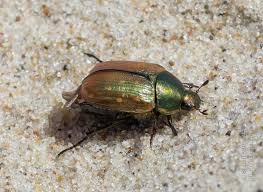 Attēlu rezultāti vaicājumam “Anomala dubia”