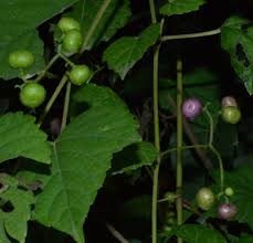 Attēlu rezultāti vaicājumam “Vitaceae”