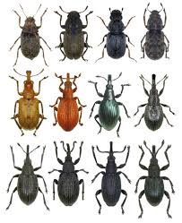 Attēlu rezultāti vaicājumam “Anthribidae”