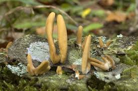 Attēlu rezultāti vaicājumam “Macrotyphula fistulosa var. contorta”