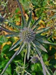 Attēlu rezultāti vaicājumam “Eryngium planum”