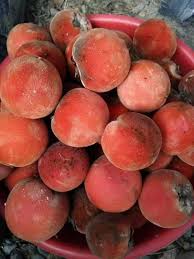 Attēlu rezultāti vaicājumam “Agrimonia pilosa bud”