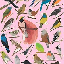 Attēlu rezultāti vaicājumam “Passeriformes”