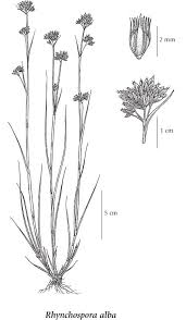 Attēlu rezultāti vaicājumam “Rhynchospora alba”