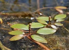Attēlu rezultāti vaicājumam “Potamogetonaceae”
