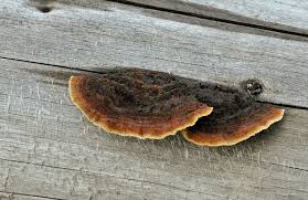 Attēlu rezultāti vaicājumam “Gloeophyllum trabeum”