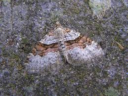 Attēlu rezultāti vaicājumam “Xanthorhoe designata”