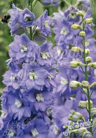 Attēlu rezultāti vaicājumam “Delphinium elatum  flower”